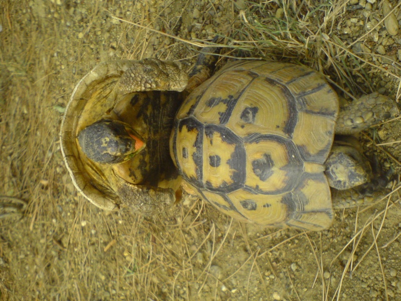 Carapace abîmé.... Dsc00112