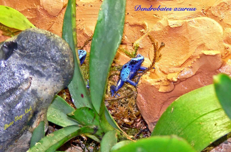 Dendrobates azureus Dendro10