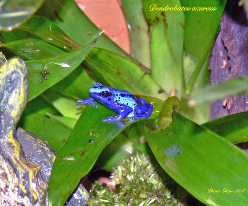 Dendrobates azureus Dendro11