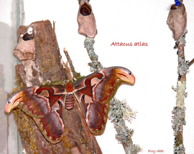Attacus atlas P1110914