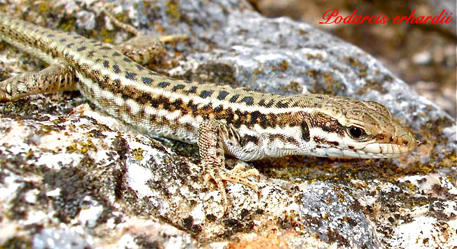 Lézards de Grece Podarc18