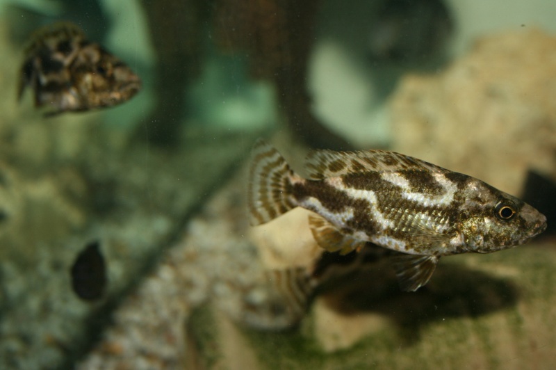 Première incubation d'une de mes femelles Nimbochromis Livingstoni Nimboc11