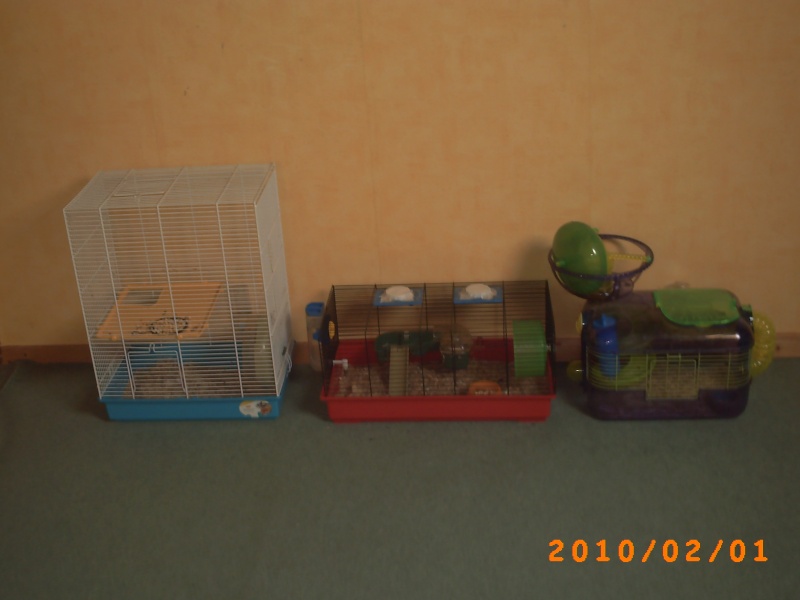 mon élevage de souris Pict0013