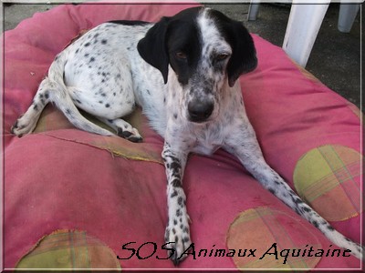 Les chiens à l'adoption chez SOS Animaux Aquitaine. 38146_10