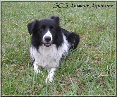 Les chiens à l'adoption chez SOS Animaux Aquitaine. Dscn3810