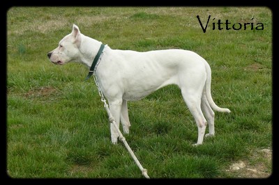  Vittoria dogue argentin 6 ans (16). P1080018