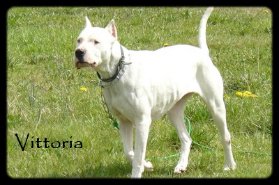 A adopter: Vittoria, Dogue Argentin, 6 ans (33) P1080111