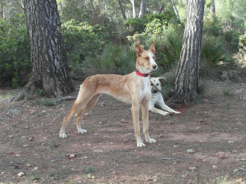 ARIZONA  -  Podenca  3 ans  -  ASSO GALGOS FRANCE  (ADAANA  ESPAGNE) 16057_10