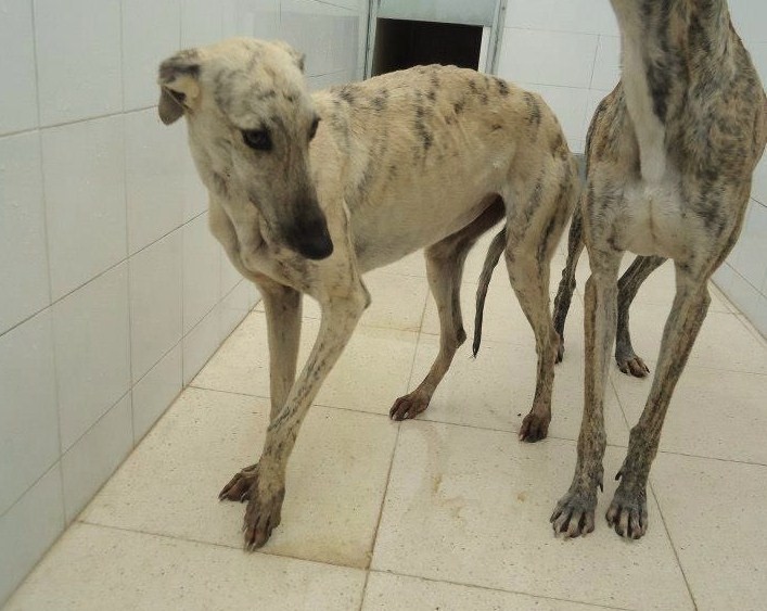 BLANCA  -  Galga  3 ans   -  ASSO GALGOS FRANCE  EN FA 59842210