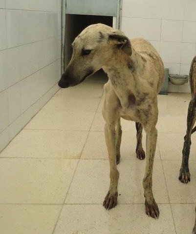 BLANCA  -  Galga  3 ans   -  ASSO GALGOS FRANCE  EN FA 77011_10