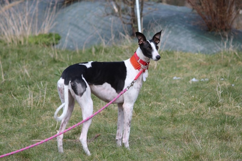 SENDA - galga 4 ans - Asso Galgos France  - en fa (71) Img_3214