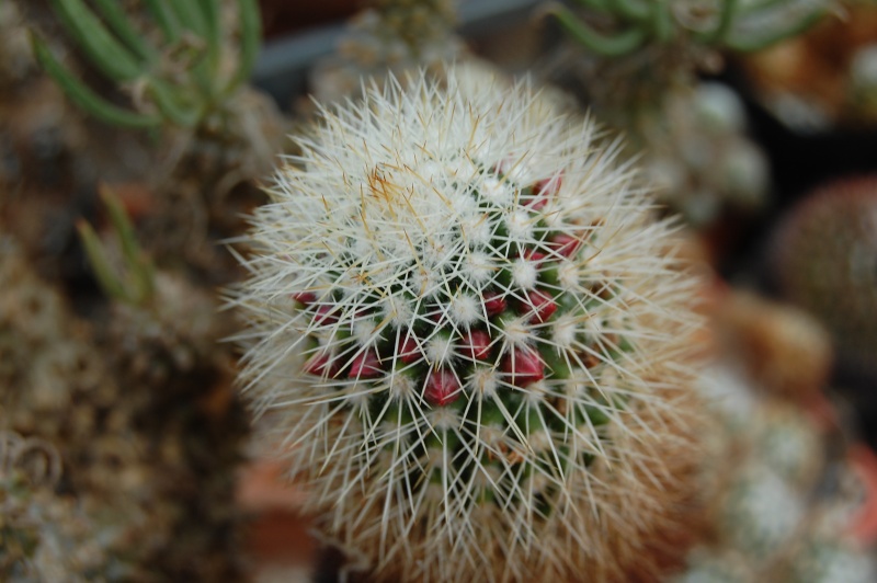 Mammillaria backebergiana Ernest10