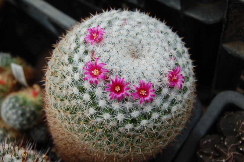 Mammillaria ignota Ignota10