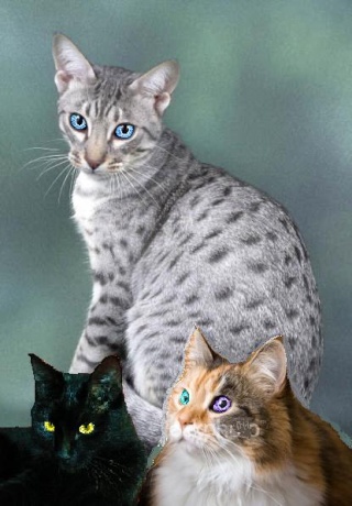 Plz Click!! Cat images for EVERYONE! Ocicat10