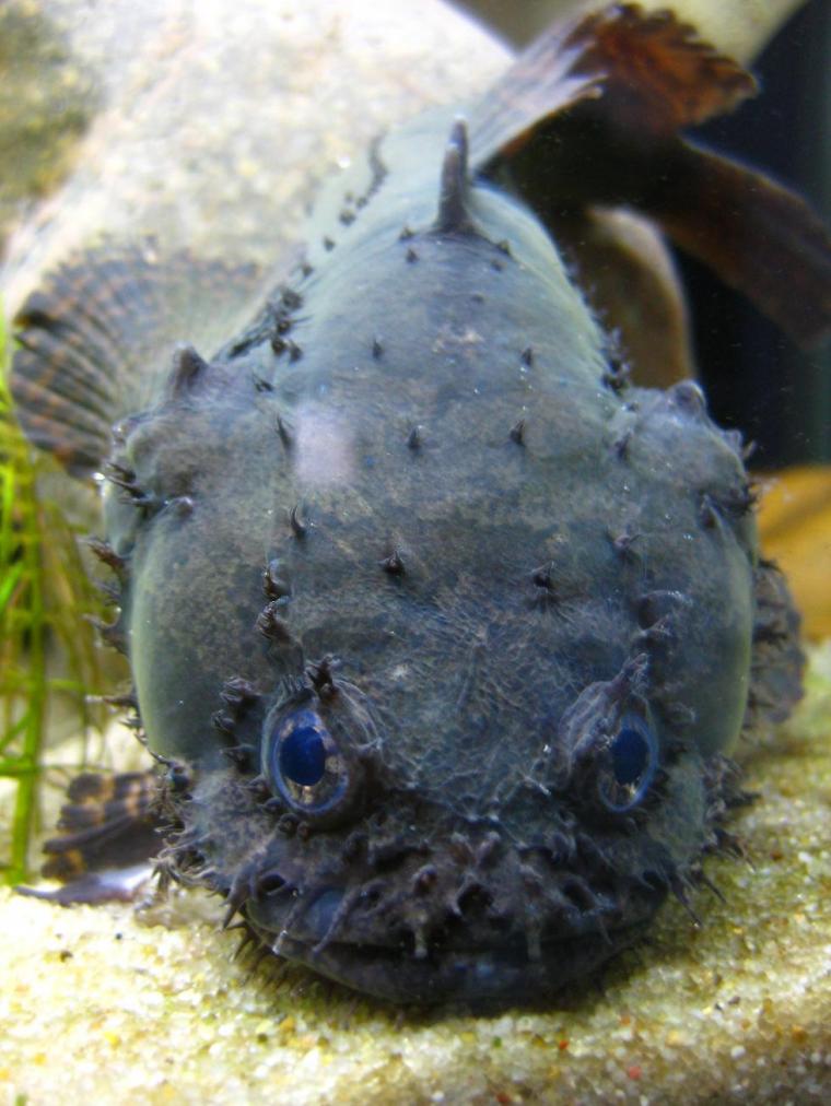 allenbatrachus grunniens aka Grunting Toadfish Toadfi11