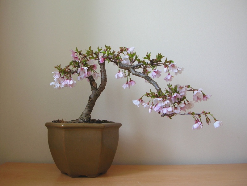 Fuji Cherry (Prunus incisa Kojo-no-mai) Dscn0210