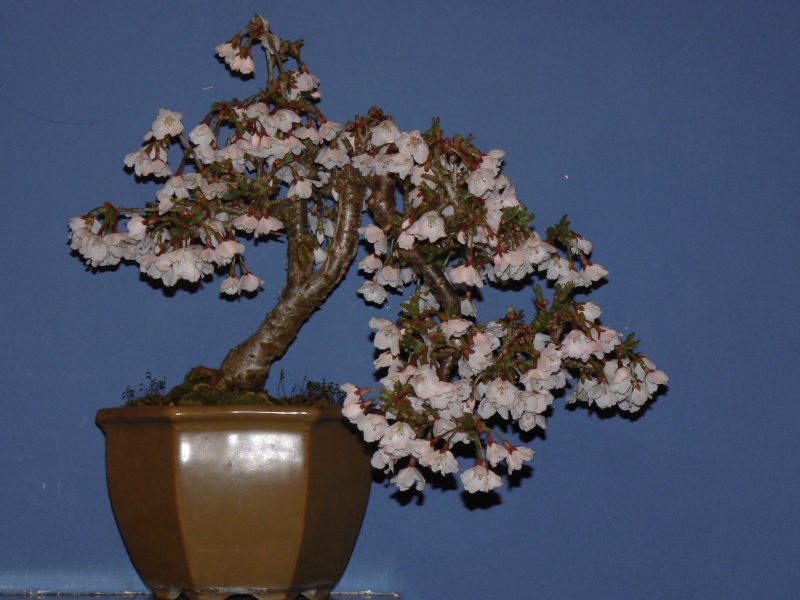 Fuji Cherry (Prunus incisa Kojo-no-mai) P1030412