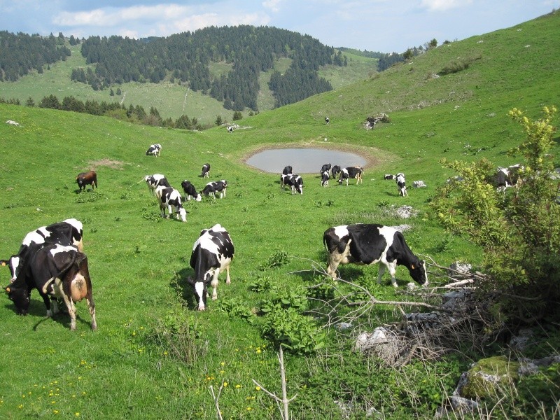 ESCURSIONE DEL 23/05/10 CONTRADA SALE (ERBEZZO) - MALGA LESSINIA  GIRO AD ANELLO Da_con28