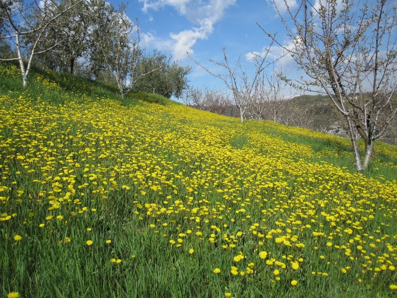 5 APRILE 2010 - PASQUETTA SULLE COLLINE DI VERONA Pasque17