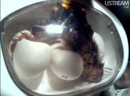 Duck Egg Webcam - About to hatch! Bird15