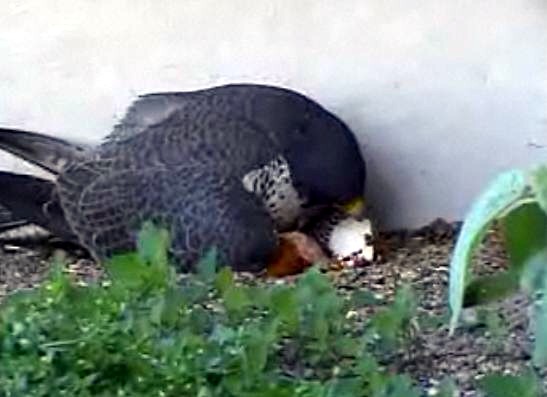 Tasha2 Peregrine Falcon Cam F310