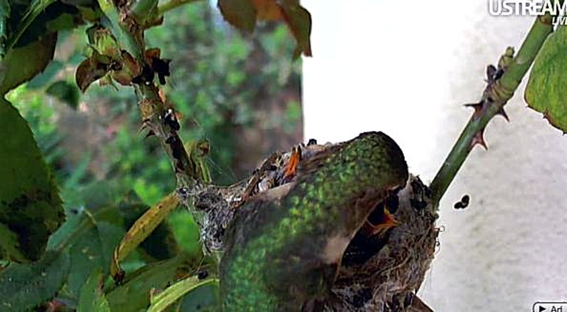 Hummingbird cam - Phoebe - Page 3 Ph211