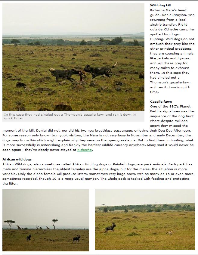 Wild Dogs on the Masai Mara We133