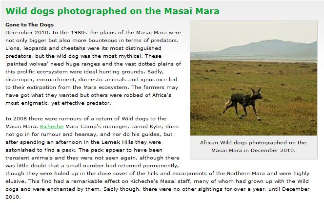 Wild Dogs on the Masai Mara We51