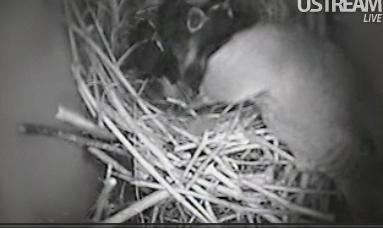 Webcam -Wren Nest - Eggs Laid! - Page 2 Wren110