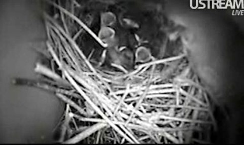 Webcam -Wren Nest - Eggs Laid! Wrn10