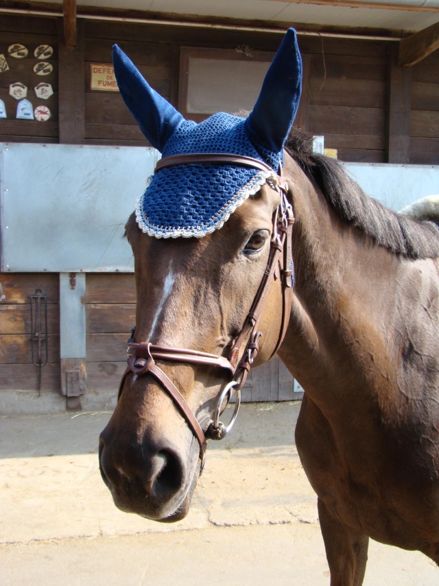 Cherche bonnets sur mesure pour chevaux ! Bonnet11