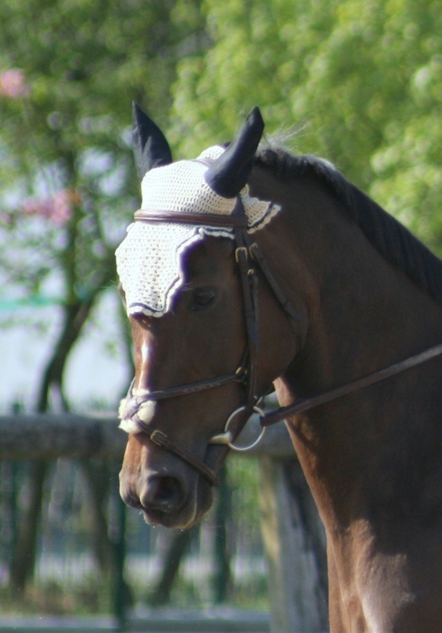 dimanche ... j'ai passé mon galop 7 ... enfin! Galop_12