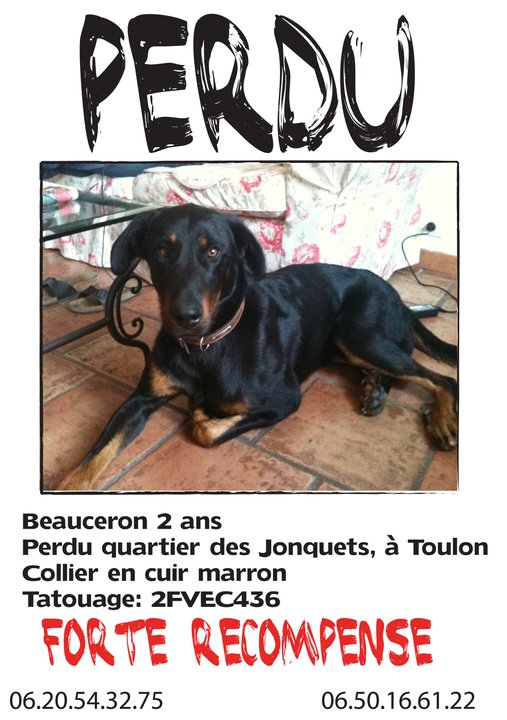 CHIEN PERDU AFFICHE A DIFFUSER SVP