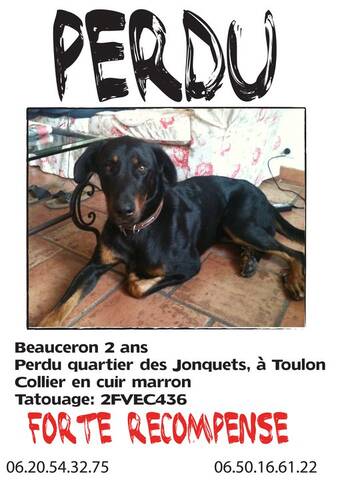 CHIEN PERDU AFFICHE A DIFFUSER SVP