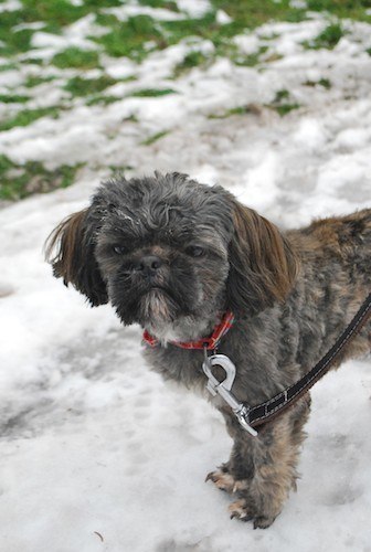 Choubaka lhassa apso de 9 mois - ADOPTE Chouba11