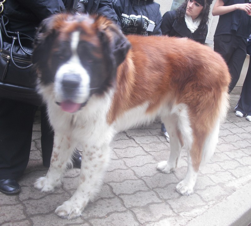 Sheriff St Bernard de 9 ans Copie_29