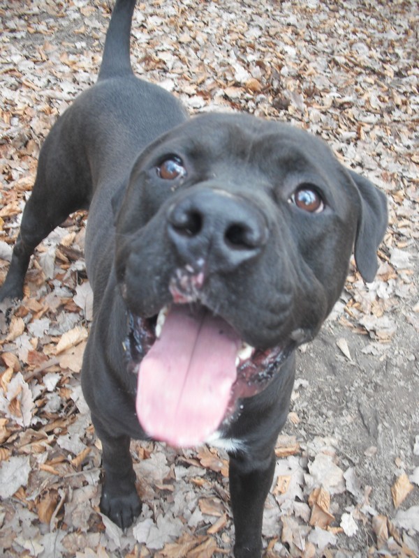 Taz xcane corso de 2 ans (57) Dscf7086