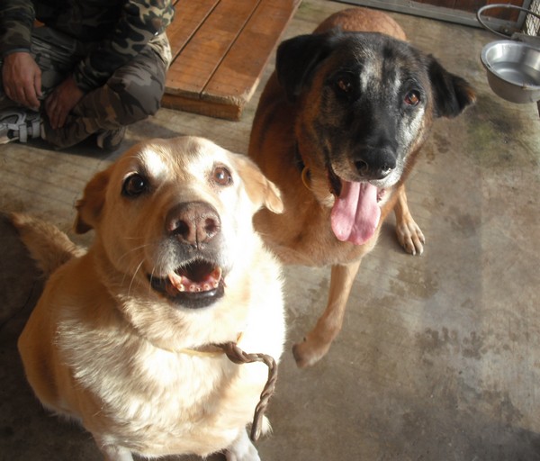 Livia - croise labrador de 11 ans adorable qui n'a connue que le box - Forbach Dscf7101