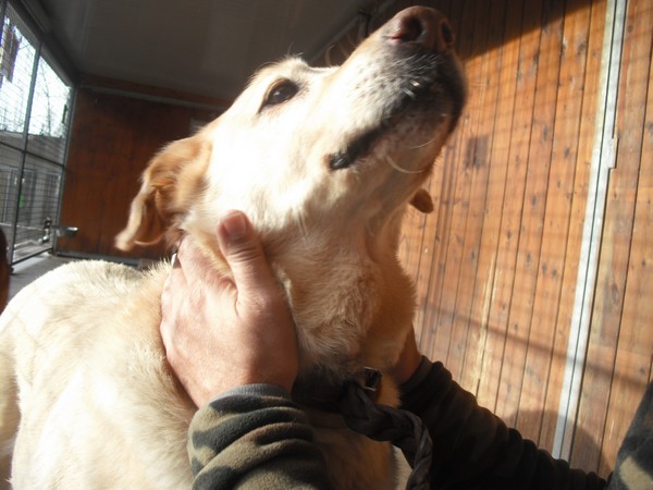 Livia - croise labrador de 11 ans adorable qui n'a connue que le box - Forbach Dscf7103