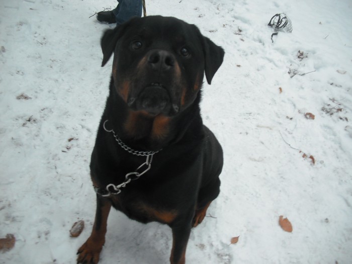 [CANIDES] Ayron rottweiler mâle de 5 ans (57) Dscf7275