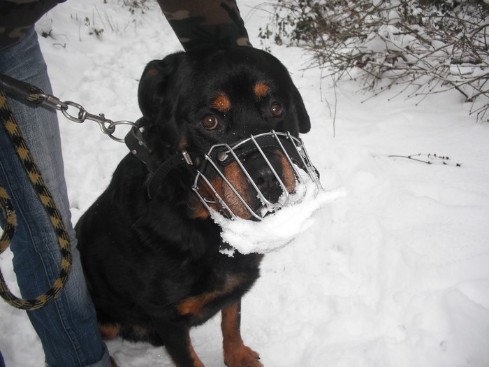 Stan gentil rottweiler mle de 9 ans (57 Forbach) Dscf7276