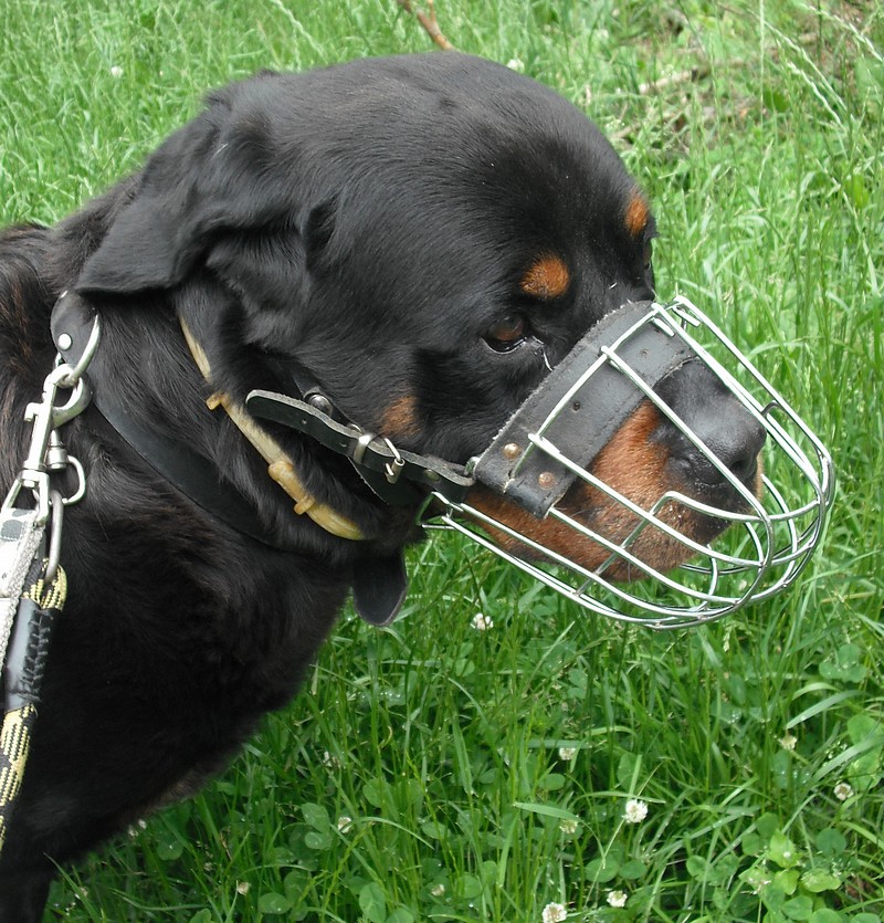 Stan Rottweiler de 9 ans (57) Stan410