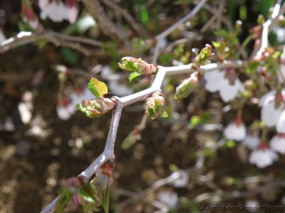 Prunus incisa "kojo no mai" Koko_n12