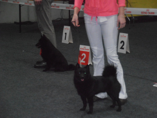Exposition canine internationale d'Offenburg ( Allemagne ) P3100010