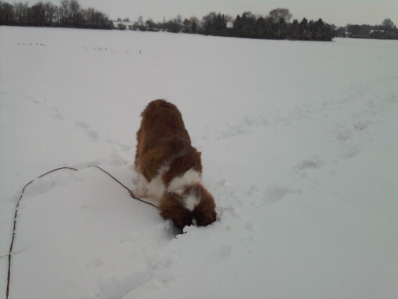 concours n° 44 : mon saint Bernard piste .... Zora_121