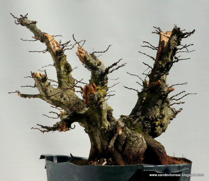 3rd Bonsai Days in Castle Vitturi with Walter Pall Foto_a10