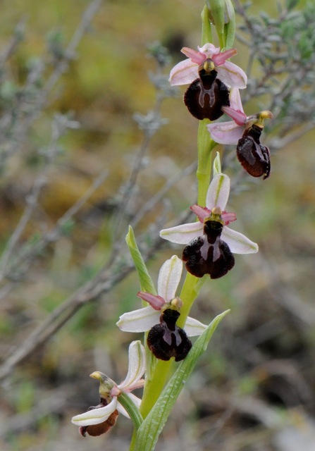 Ophrys exaltata arachnitiformis ( O. en forme d'araignée ) A410