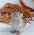 L'achat d'un petit Rat : Tilou Orig_110