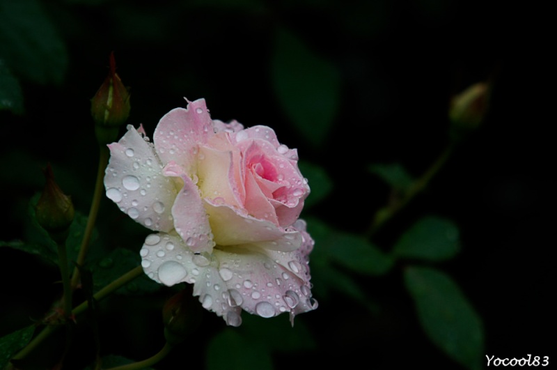 Une rose aprés la pluie Fleure10