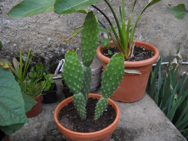 Opuntia en pot Opunti10